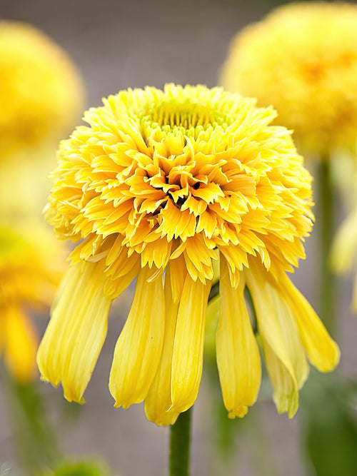 Echinacea Lemon Drop (Sonnenhüte)