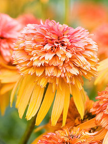 Echinacea Marmalade (Sonnenhüte)