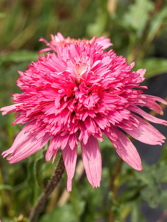 Echinacea Mini Belle (Sonnenhüte) | DutchGrown™