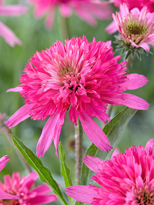 Echinacea Mini Belle (Sonnenhüte)