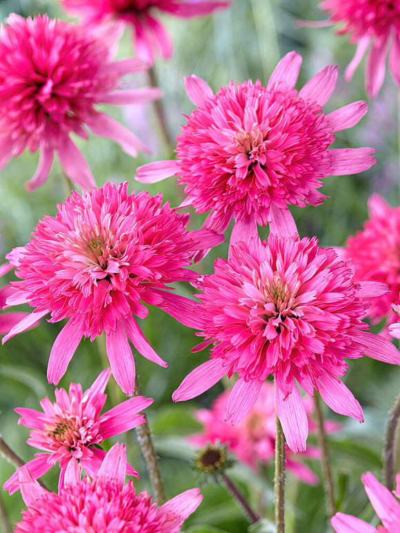 Kaufen Echinacea Mini Belle (Sonnenhüte)