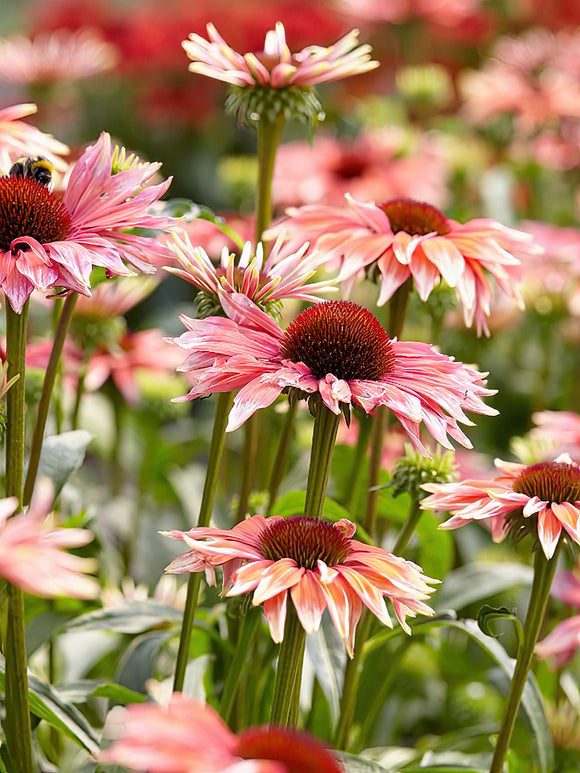 Kaufen Echinacea Playful Meadow Mama (Sonnenhüte)