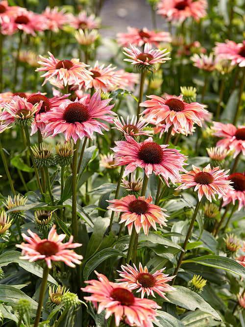 Echinacea Playful Meadow Mama (Sonnenhüte) | DutchGrown™