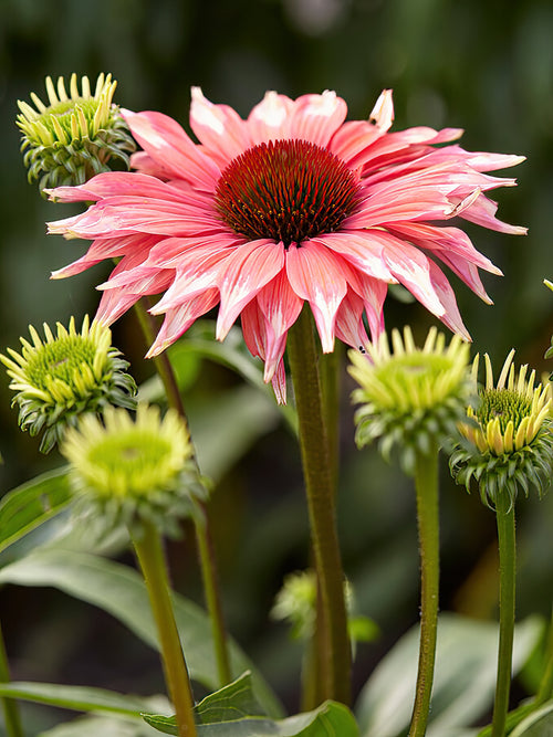 Echinacea Playful Meadow Mama (Sonnenhüte)