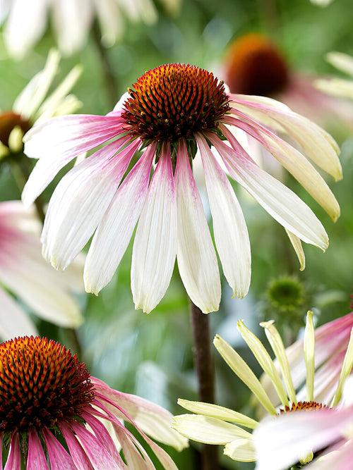 Kaufen Echinacea Pretty Parasols (Sonnenhüte)