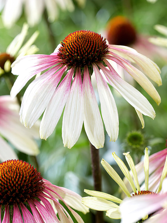 Kaufen Echinacea Pretty Parasols (Sonnenhüte)