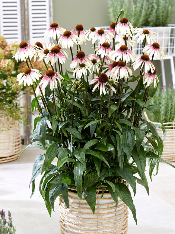 Echinacea Pretty Parasols (Sonnenhüte)