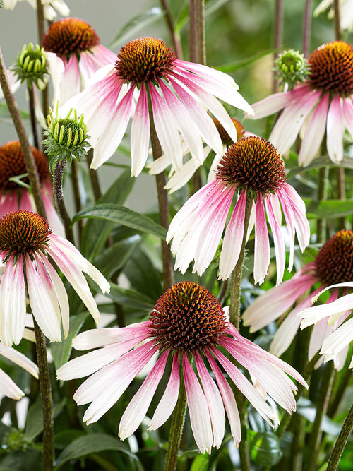 Echinacea Pretty Parasols (Sonnenhüte) | DutchGrown™