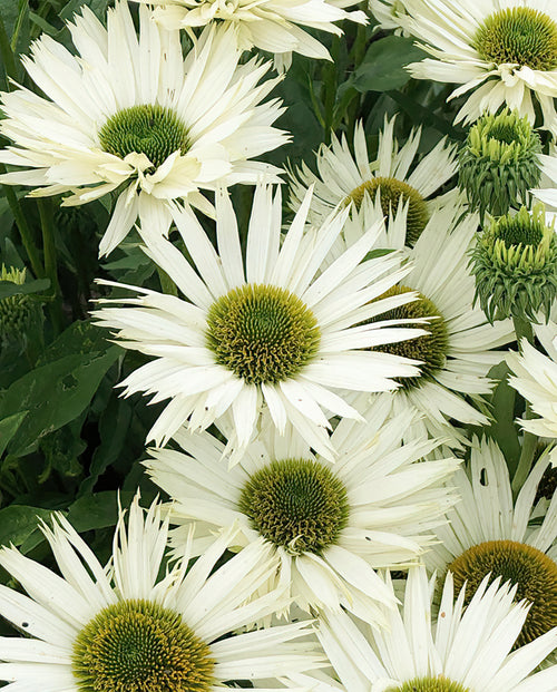 Kaufen Echinacea Virgin (Sonnenhüte)