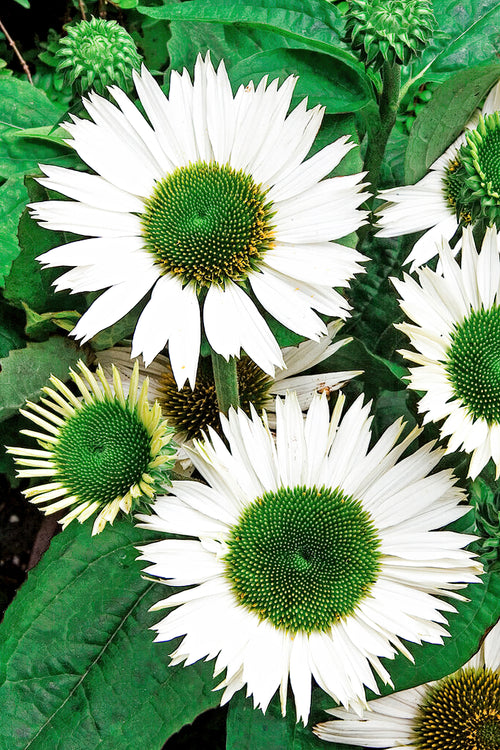 Echinacea Virgin (Sonnenhüte)