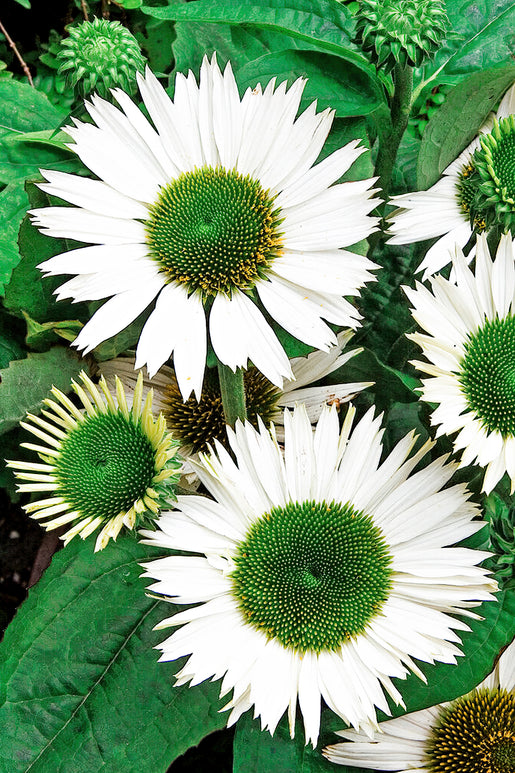 Echinacea Virgin (Sonnenhüte)