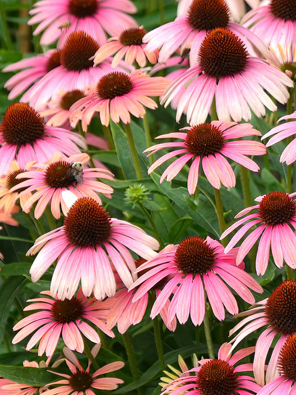 Echinacea Rainbow Marcella (Sonnenhüte)