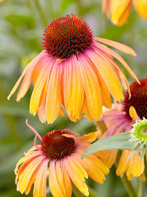 Echinacea Rainbow Marcella (Sonnenhüte)