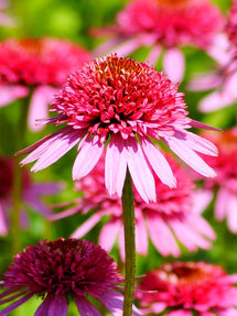 Echinacea Raspberry Truffle (Sonnenhüte)