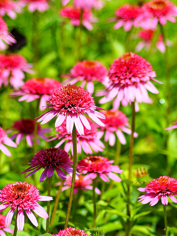 Kaufen Echinacea Raspberry Truffle (Sonnenhüte)