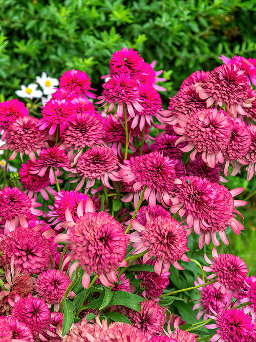 Kaufen Echinacea Southern Belle (Sonnenhüte)