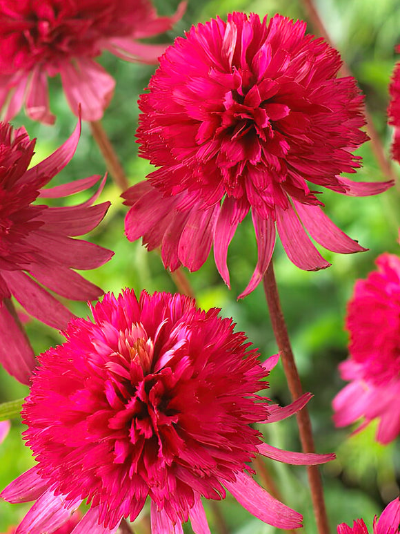 Echinacea Southern Belle (Sonnenhüte)