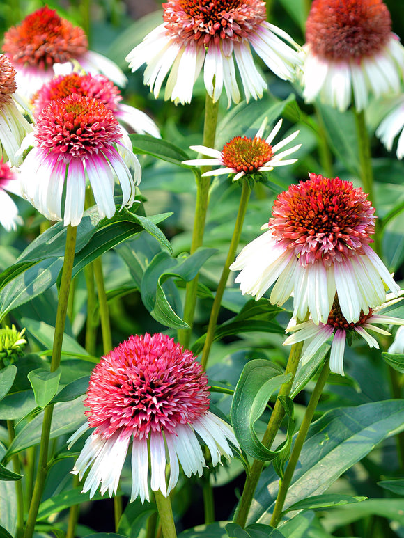 Echinacea Strawberry and Cream (Sonnenhüte)