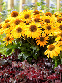 Echinacea Tweety (Sonnenhüte)