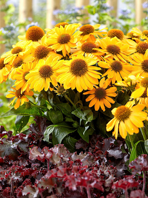 Echinacea Tweety (Sonnenhüte)