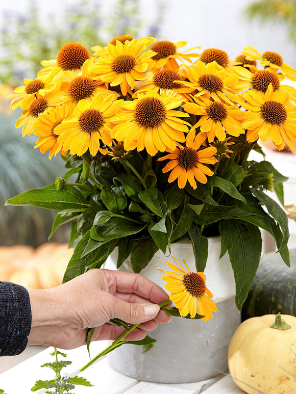 Kaufen Echinacea Tweety (Sonnenhüte)