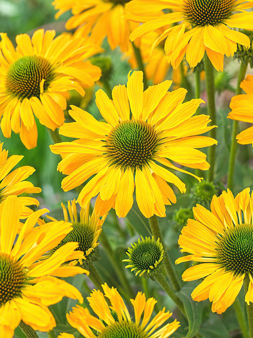 Kaufen Echinacea Yellow Passion (Sonnenhüte)