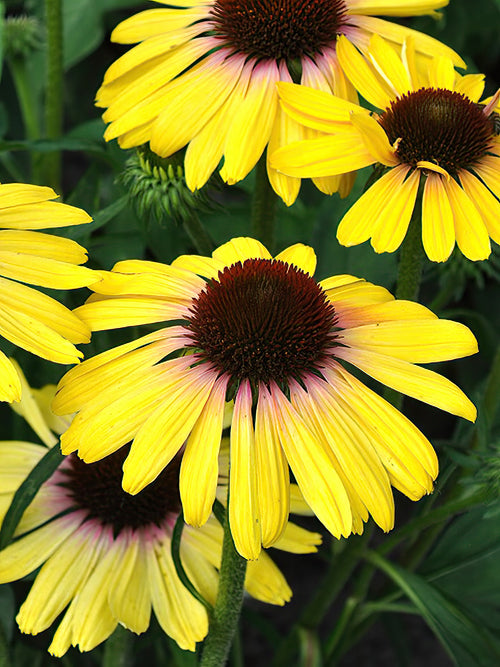 Echinacea Yellow Rainbow (Sonnenhüte)