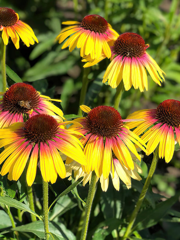 Echinacea Yellow Rainbow (Sonnenhüte) | DutchGrown™