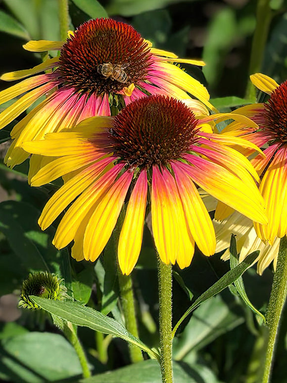 Kaufen Echinacea Yellow Rainbow (Sonnenhüte)