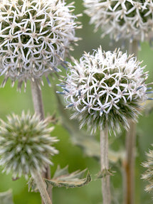 Kugeldistel Arctic Glow