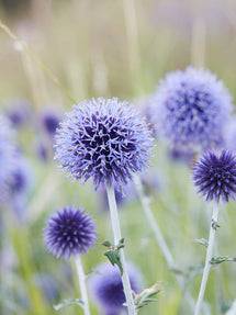 Kugeldistel Blue Globe