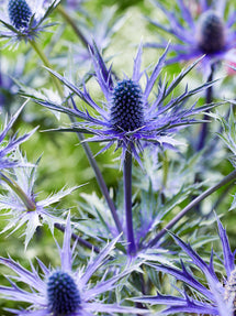 Eryngium Jos Eijking (Edeldistel)