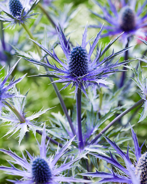 Eryngium Jos Eijking (Edeldistel)