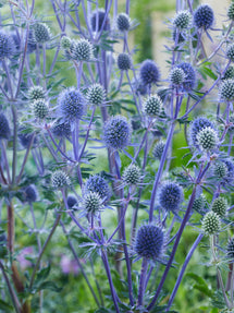 Eryngium Planum (Flachblatt-Mannstreu)