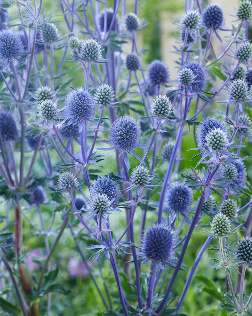 Eryngium Planum (Flachblatt-Mannstreu)