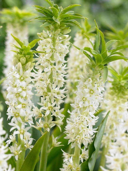 Kaufen Eucomis Autumanlis Weiß Schopflilie