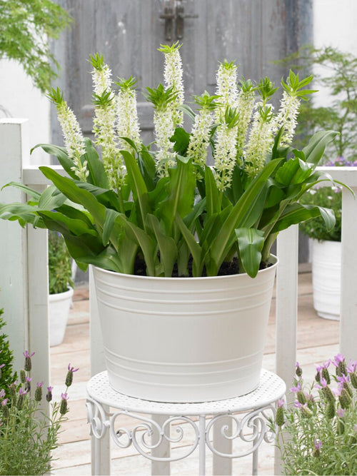 Eucomis Autumanlis Weiß
