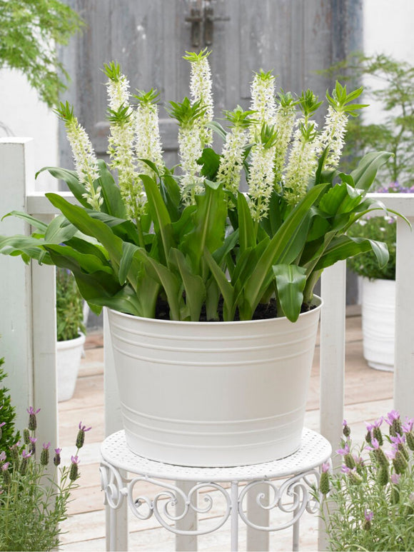 Eucomis Autumanlis Weiß