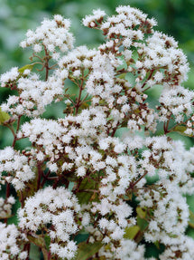 Eupatorium (Wasserdost) Chocolate