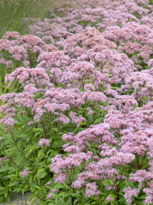 Eupatorium (Wasserdost) Purple Blush