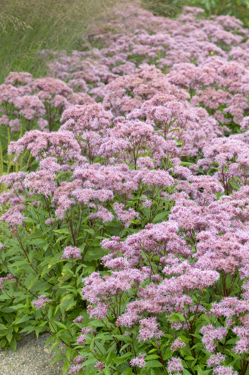 kaufen Eupatorium Purple Blush - Wurzelnackte Pflanzen