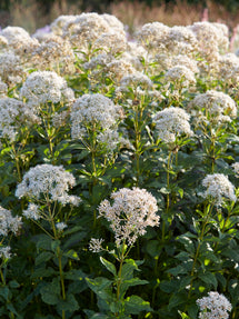 Eupatorium (Wasserdost) Snowball