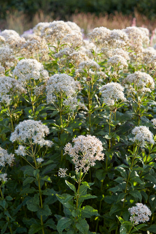 Kaufen Eupatorium Snowball - Wurzelnackte Pflanzen