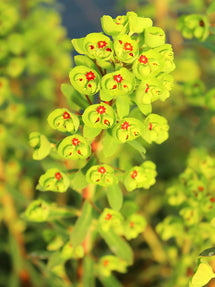 Euphorbia martinii Ascot Rainbow (Wolfsmilch)