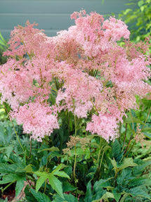 Mädesüß (Filipendula Venusta)