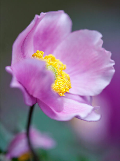 Herbstanemone Serenade - Anemone tomentosa bestellen