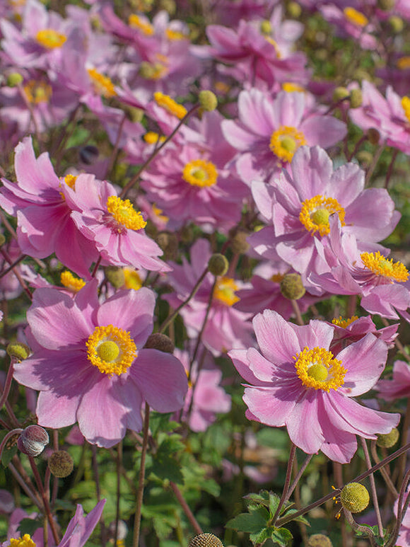 Herbstanemone Serenade - Anemone tomentosa