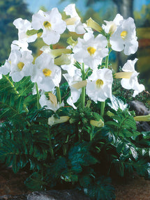 Incarvillea Delavayi Snowtop (Freilandgloxinie)