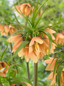 Fritillaria Early Fantasy