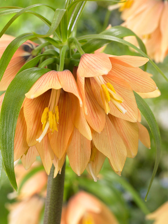 Fritillaria Early Fantasy